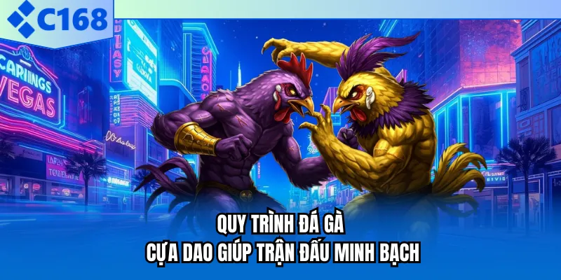 Quy trình đá gà cựa dao giúp trận đấu minh bạch